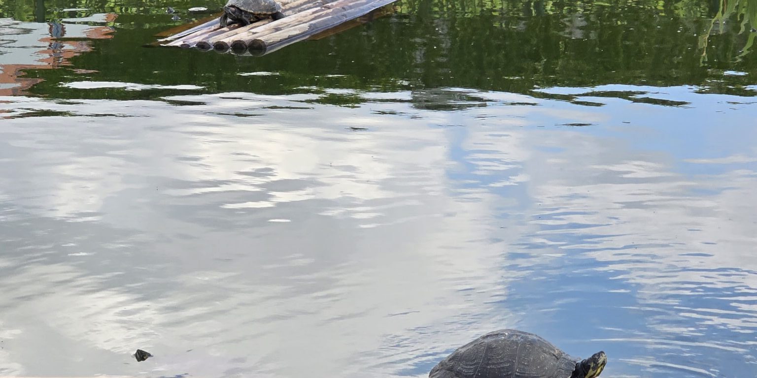 Sicht von vorn auf eine kleine Schildkröte am Beckenrand